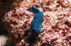 Blue Nudibranch em mergulho em Isabel, em Galápagos (foto de Hnning Abheiden)